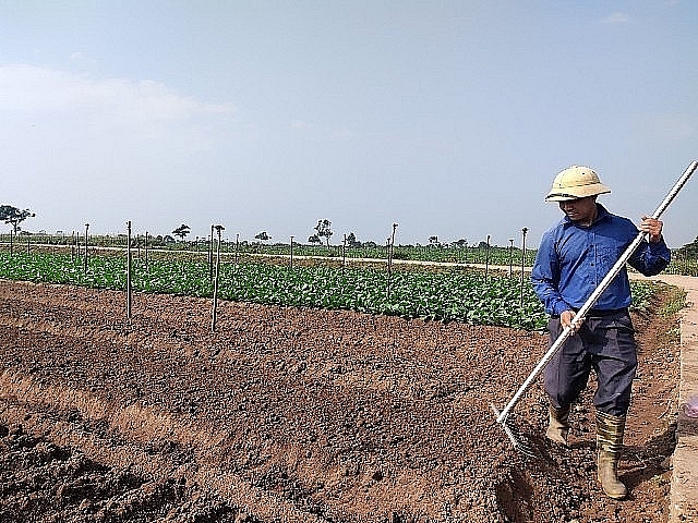 Để thúc đẩy phát triển kinh tế nông thôn, thời gian qua các mô hình HTX và trang trại trên địa bàn TP Hà Nội đã phát  huy được thế mạnh		                                                                                                                                                                 Ảnh: Văn Biên