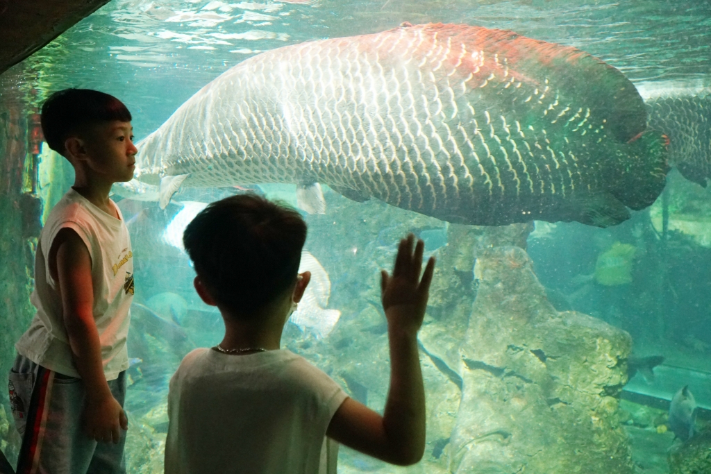 Trẻ em thích thú ngắm hàng nghìn sinh vật biển giữa lòng Thủ đô