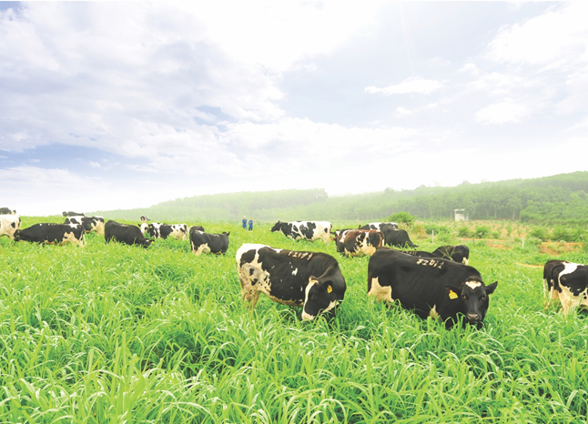 Đàn bò của TH được chăm sóc kỹ lưỡng theo tiêu chuẩn hữu cơ đạt chuẩn quốc tế 
