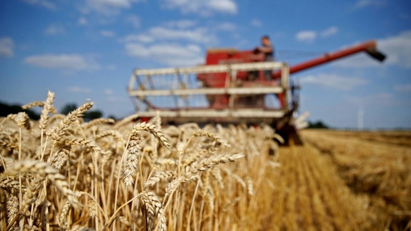 Giá lúa mì tăng lên mức cao kỷ lục sau lệnh cấm của Ấn Độ