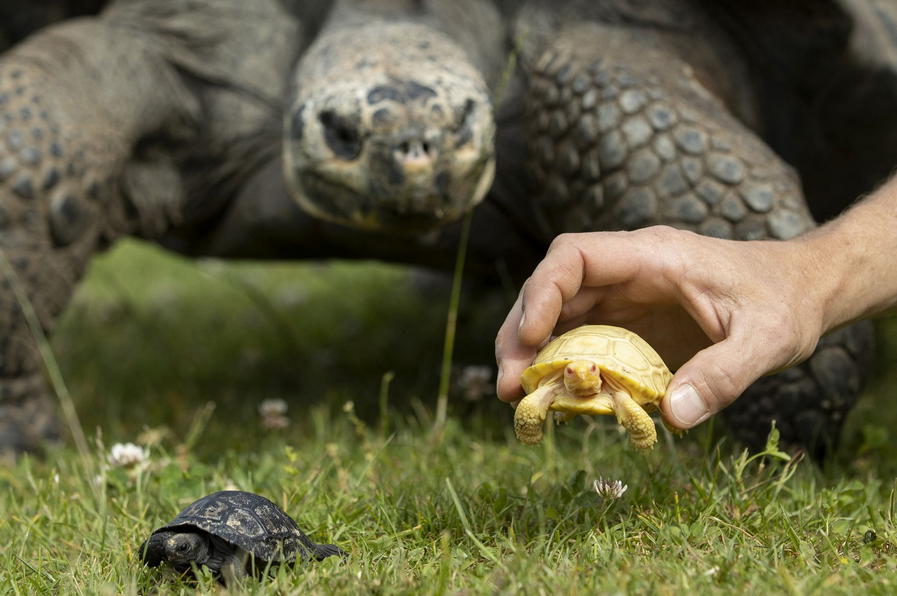 Chiêm ngưỡng rùa khổng lồ Galapagos bạch tạng đầu tiên trên thế giới