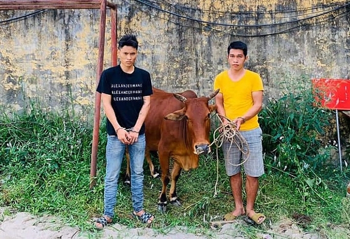 Bắt 2 đối tượng trộm bò tại xã Bồ Lý, huyện Tam Đảo