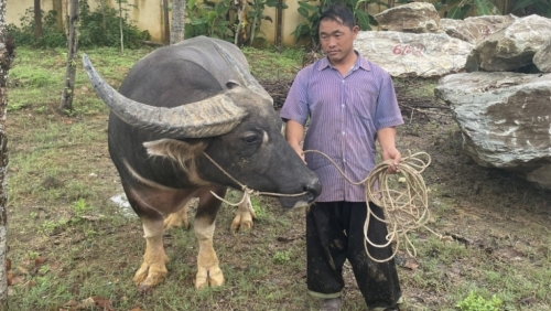 19 người dính vòng lao lý vì... chọi trâu