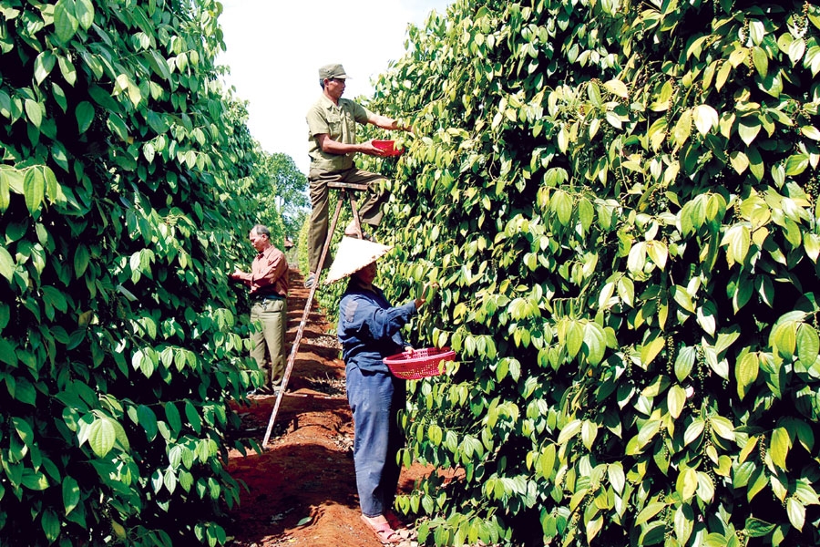 Giá tiêu 5/7: Tiếp tục lặng sóng ở hầu hết các địa phương