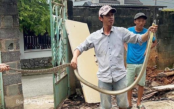 Con rắn hổ chúa dài hơn 2m bị người dân bắt được