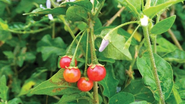 Những ai không nên uống cà gai leo? Những ai không nên uống cà gai leo?