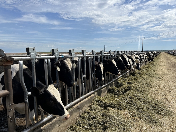       1000 bò sữa nhập khẩu được tuyển chọn trực tiếp từ đàn bò tại Mỹ.