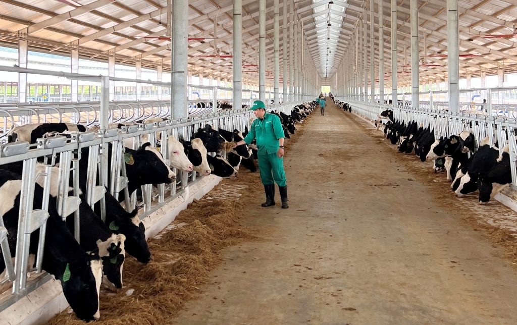 Đàn bò sữa đã an toàn, khỏe mạnh về đến ngôi nhà mới - trang trại Vinamilk Lao-Jagro
