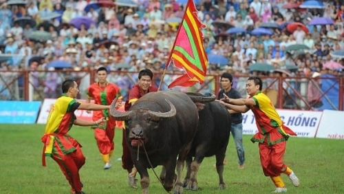 Hải Phòng: Khởi động lại Lễ hội chọi trâu Đồ Sơn sau 2 năm tạm ngừng do COVID-19