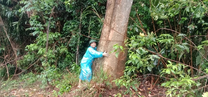 1.	PV Hoàng Phạm trong lần tác nghiệp vụ phá rừng ở Quỳ Châu (Nghệ An)