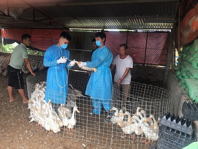 Để bảo đảm an toàn dịch bệnh, hiệu quả trong chăn nuôi, thời gian qua ngành nông nghiệp Hà Nội đã tăng cường công tác thanh, kiểm tra, siết chặt quản lý việc kinh doanh thuốc thú y, cơ sở buôn bán sản xuất thức ăn chăn nuôi…