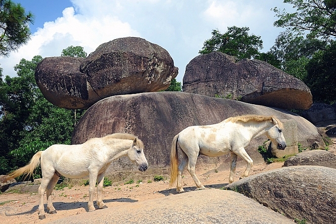 Ngựa vằn “fake” đã trở thành chỉ dấu du lịch một thời tại Sầm Sơn