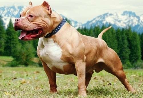  Giống chó Pitbull có thật sự nguy hiểm?