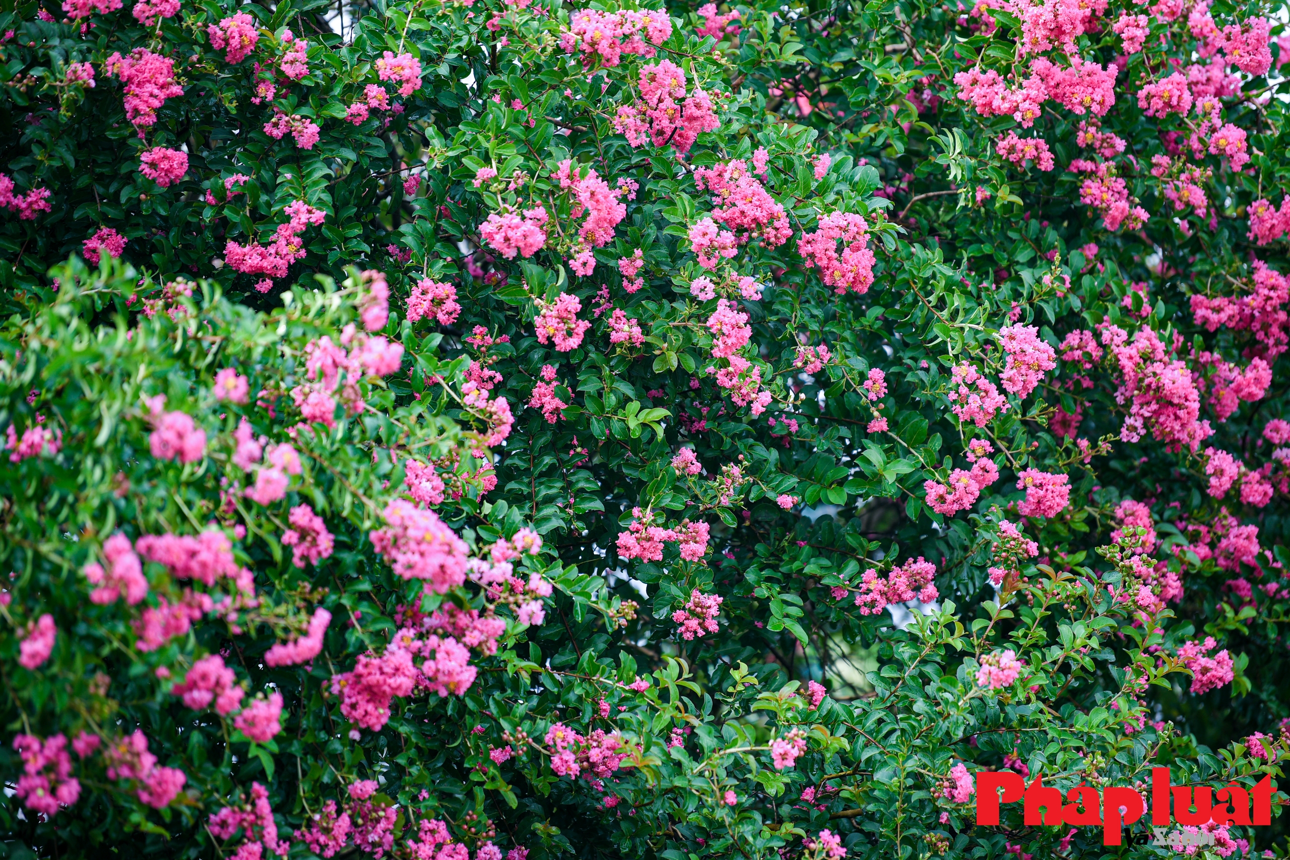 Ngắm vườn hoa tường vi đẹp như trong cổ tích giữa lòng Hà Nội