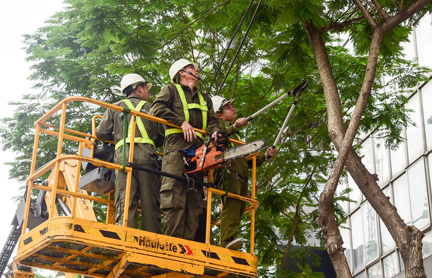 Công nhân tiến hành cắt tỉa cành, hạ độ cao cây xanh trên địa bàn Hà Nội