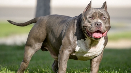 Một phụ nữ bị chó Pitbull của gia đình cắn dẫn đến tử vong