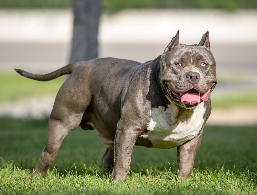 Một phụ nữ bị chó Pitbull của gia đình cắn dẫn đến tử vong