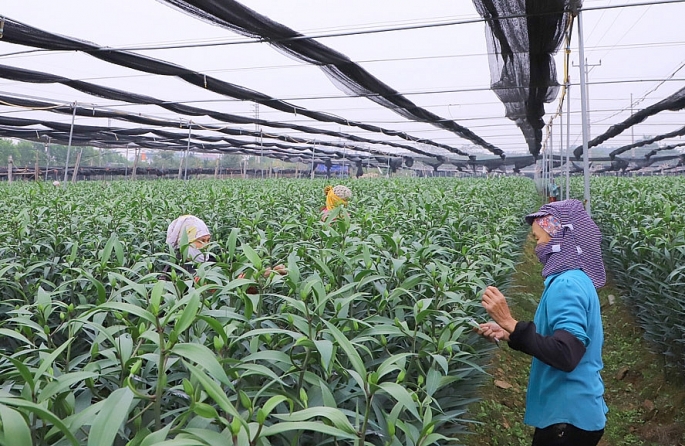 Mô hình trồng hoa ly ở xã Đại Đồng, huyện Thạch Thất, cho hiệu quả cao.
