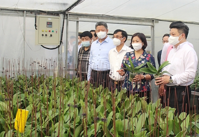Phó Bí thư Thường trực Thành ủy Hà Nội Nguyễn Thị Tuyến cùng Đoàn công tác TP Hà Nội thăm cơ sở sản xuất hoa lan công nghệ cao tại xã Mỹ Hưng