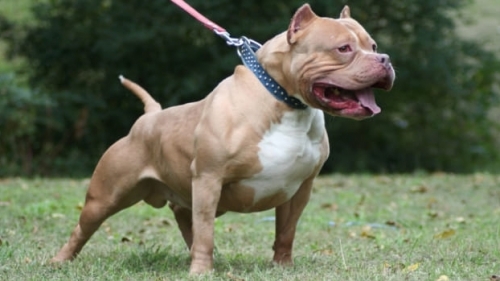 Ra hiệu cho chó pitbull cắn người là hành vi cố ý gây thương tích