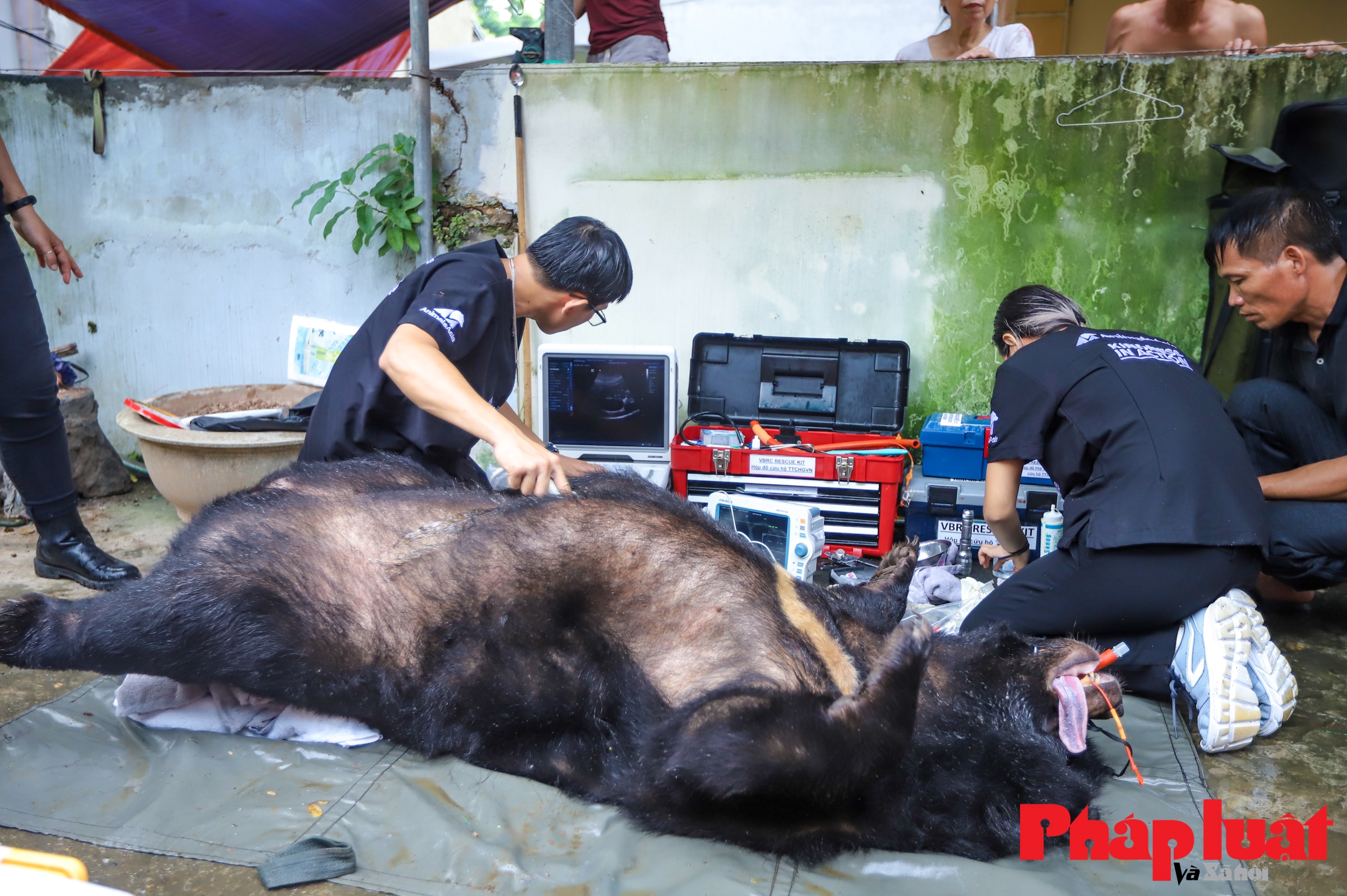 Chủ nuôi tự nguyện bàn giao cá thể gấu sau 20 năm nuôi làm thú cưng