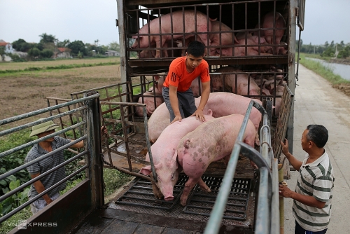 Giá heo hơi 8/10: Biến động trái chiều ở nhiều tình thành