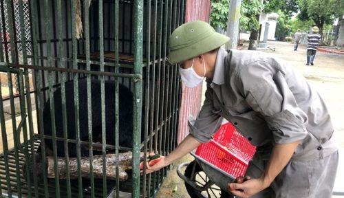 Công nhân chăm sóc cá thể gấu tại Trung tâm Cứu hộ động vật hoang dã Hà Nội. Ảnh: Ngọc Ánh