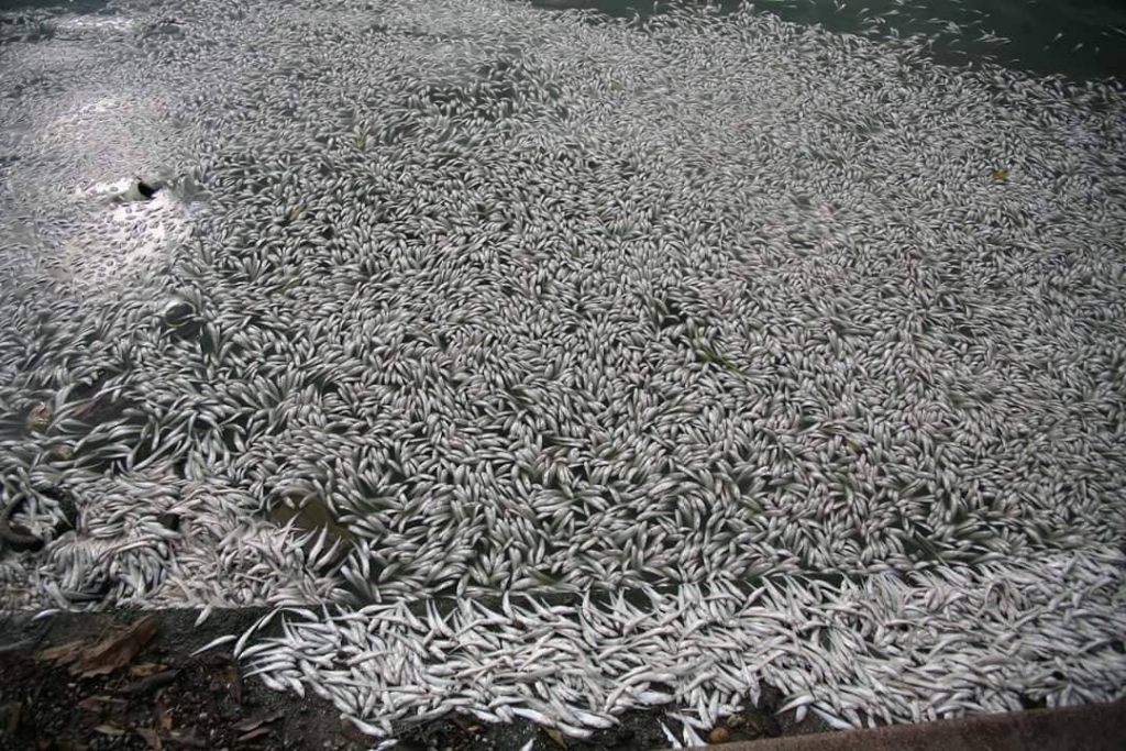 Hà Nội: Khẩn trương điều tra tình trạng gần 1 tấn cá chết tại Hồ Tây