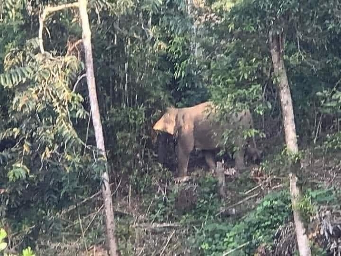 Hai cá thể voi tự nhiên xuất hiện gần khu vực dân cư