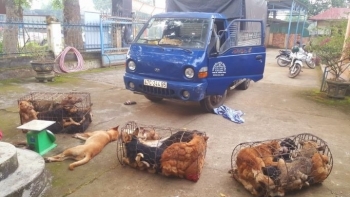 Gặp cảnh sát, nhóm đối tượng bỏ lại xe tải cùng 28 con chó để tháo chạy
