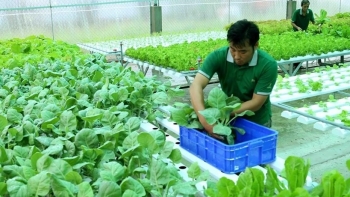 Hà Nội: Nhân rộng mô hình theo chuỗi nhằm thúc đẩy phát triển kinh tế khu vực nông thôn