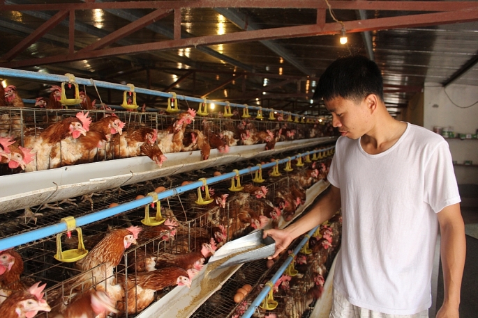 TP Hà Nội đặt mục tiêu đến năm 2030 hình thành các vùng chăn nuôi trọng điểm gia súc, gia cầm tại các vùng xa trung tâm Thủ đô; 70% sản phẩm chăn nuôi trên địa bàn Hà Nội được sản xuất theo các chuỗi khép kín, chuỗi liên kết.