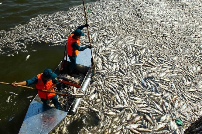 Đề xuất cho đánh bắt cá trên hồ Tây để giảm lượng cá chết