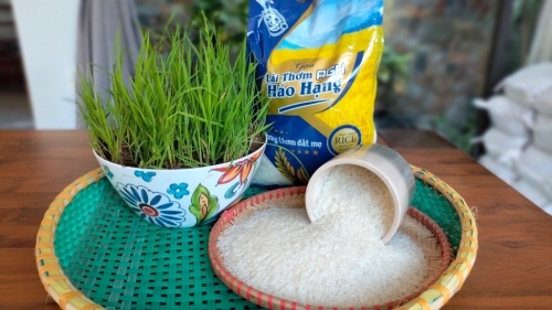 Thị trường gạo thêm sôi động với sự xuất hiện của gạo Lài thơm hảo hạng AGH