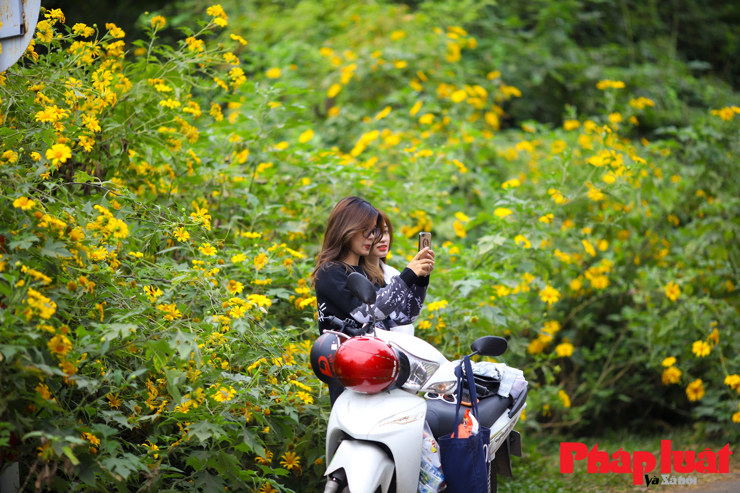 Mùa hoa dã quỳ thu hút khách du lịch ở Hà Nội