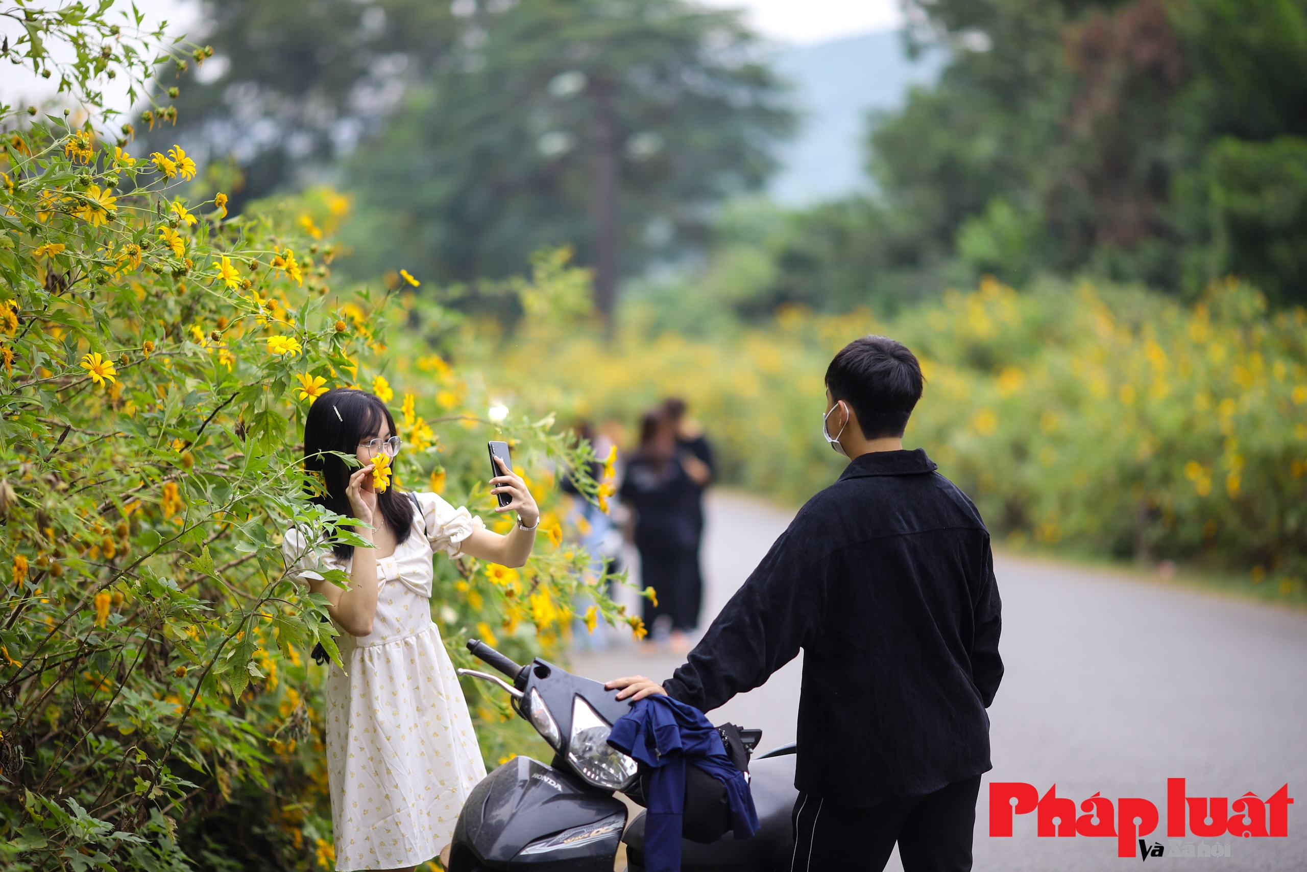 Mùa hoa dã quỳ thu hút khách du lịch ở Hà Nội