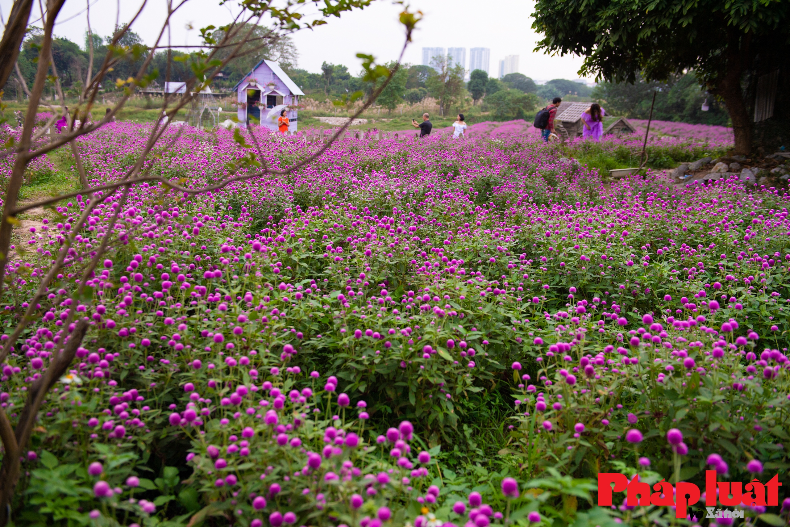 Mùa hoa bách nhật về trên phố Hà Nội