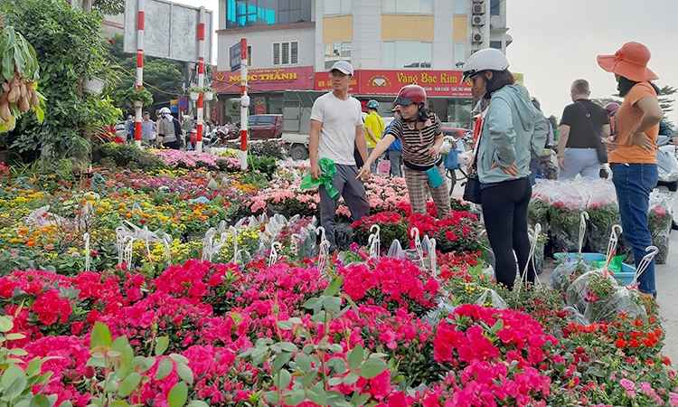 Dự báo giá hoa Tết Quý Mão 2023 sẽ tăng từ 10-30%