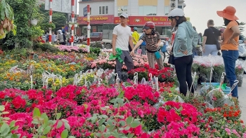 Dự báo giá hoa Tết Quý Mão 2023 sẽ tăng từ 10-30%