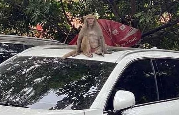 Truy bắt con khỉ hoang nghi tấn công người dân