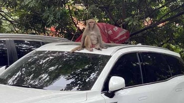 Vây bắt con khỉ hoang phá bãi xe ở Hà Nội bất thành