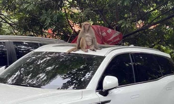 Vây bắt con khỉ hoang phá bãi xe ở Hà Nội bất thành