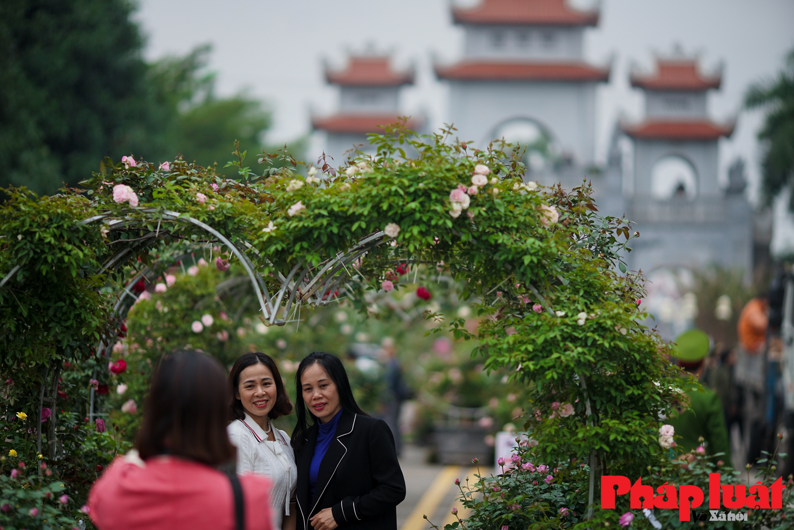 Khám phá con đường hoa hồng đẹp như cổ tích tại lễ hội hoa Mê Linh