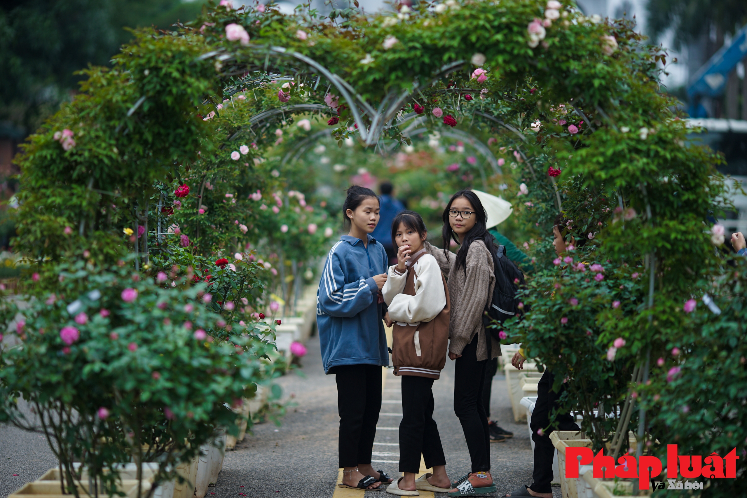 Khám phá con đường hoa hồng đẹp như cổ tích tại lễ hội hoa Mê Linh