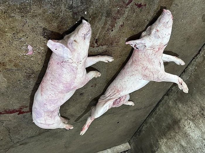 Bắt quả tang cơ sở “phù phép” lợn mang mầm bệnh dịch tả lợn Châu Phi để tuồn ra thị trường