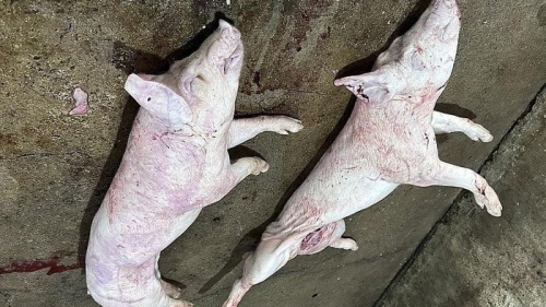Bắt quả tang cơ sở “phù phép” lợn mang mầm bệnh dịch tả châu Phi để tuồn ra thị trường