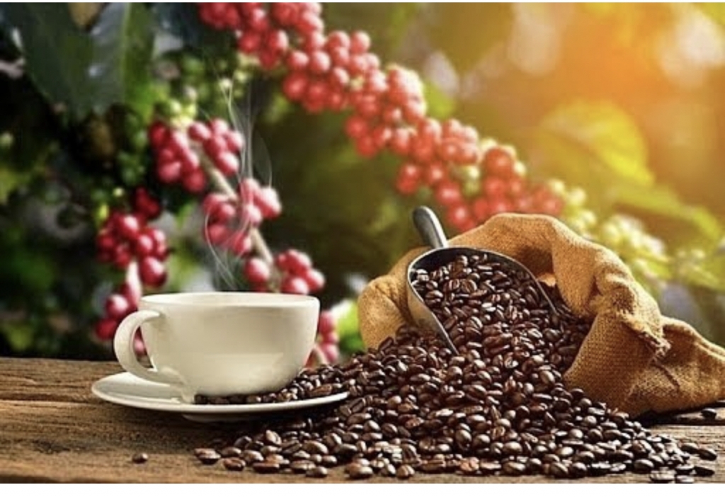 Giá cà phê hôm nay đồng loạt giảm, cơ hội cho cà phê robusta Việt Nam