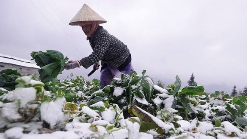 Chủ động ứng phó với rét hại và băng giá, sương muối