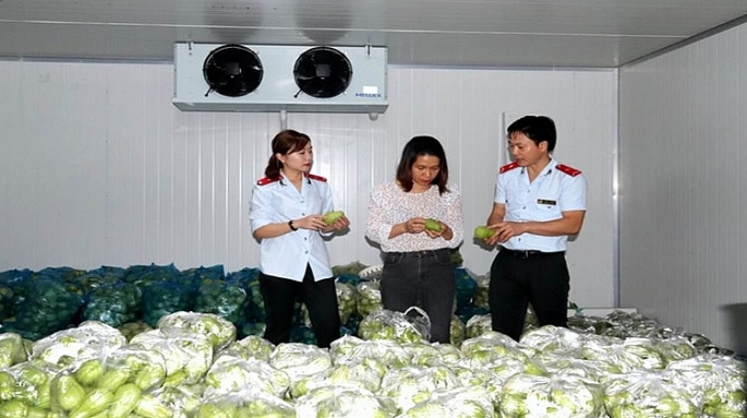 1.	Kiểm tra công tác đảm bảo An toàn vệ sinh thực phẩm tại cơ sở sản xuất rau trên đại bàn Vĩnh Phúc (ảnh minh họa)