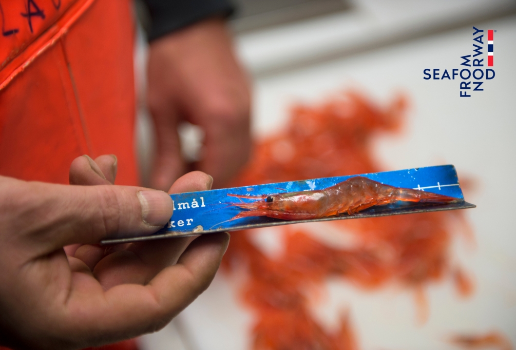 Loài tôm độc đáo của Na Uy: Món ngon sang trọng trên bàn tiệc Giáng sinh